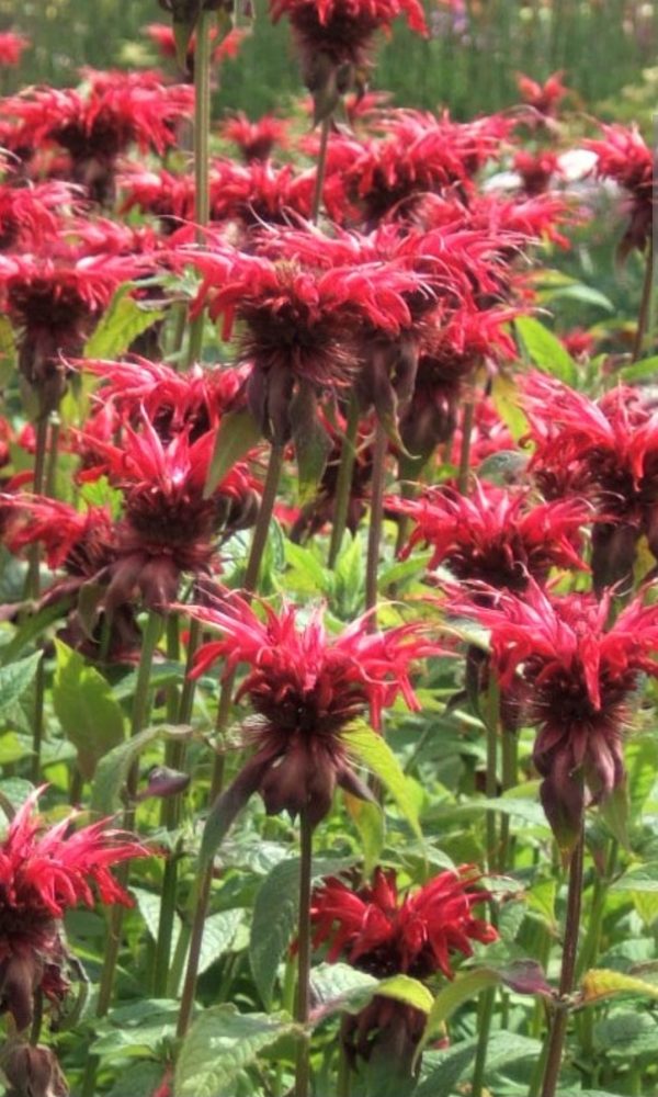 Monarda 'Gardenview Scarlet'