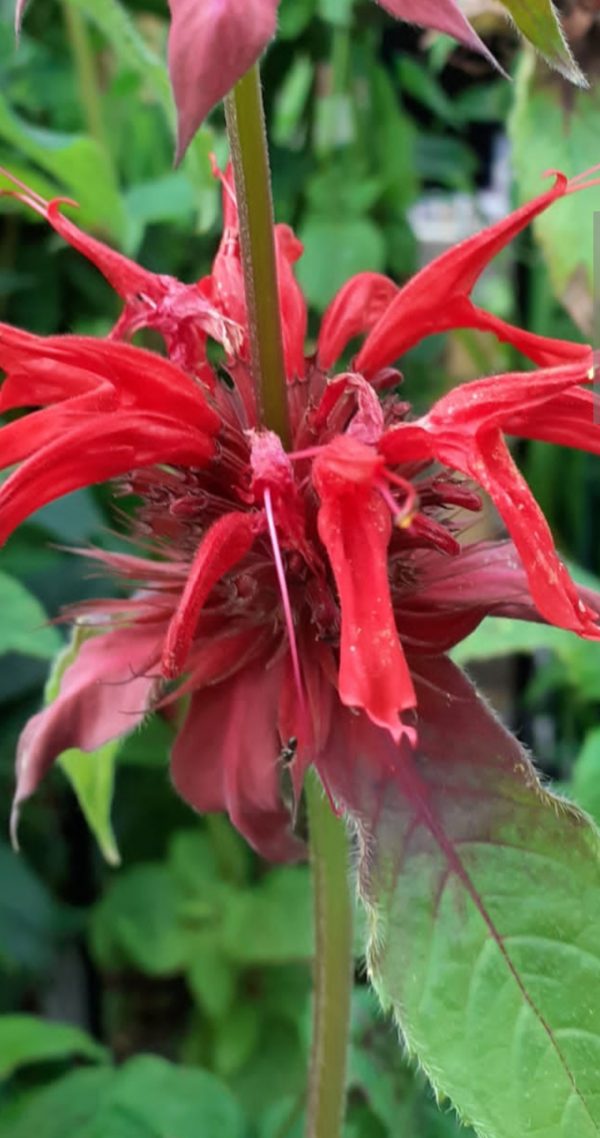 Monarda 'Gardenview Scarlet'