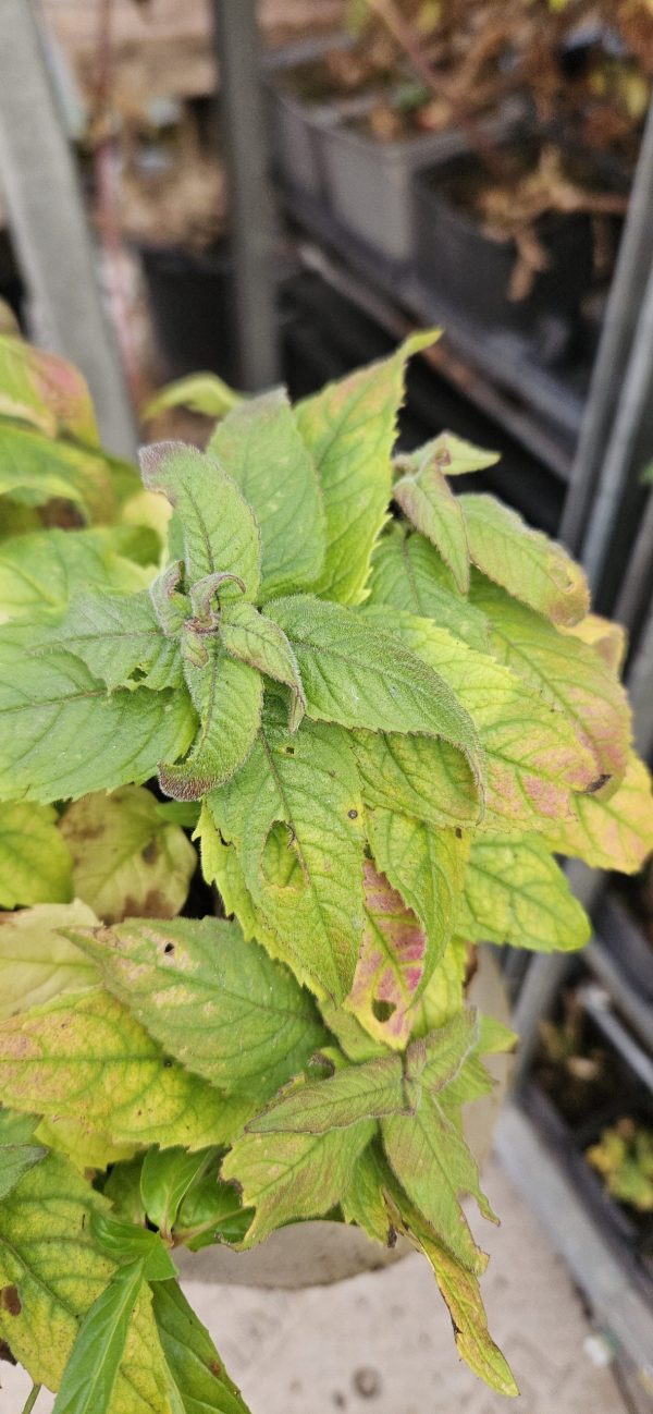 Monarda 'Pink Lace' Monarda 'Pink Lace'