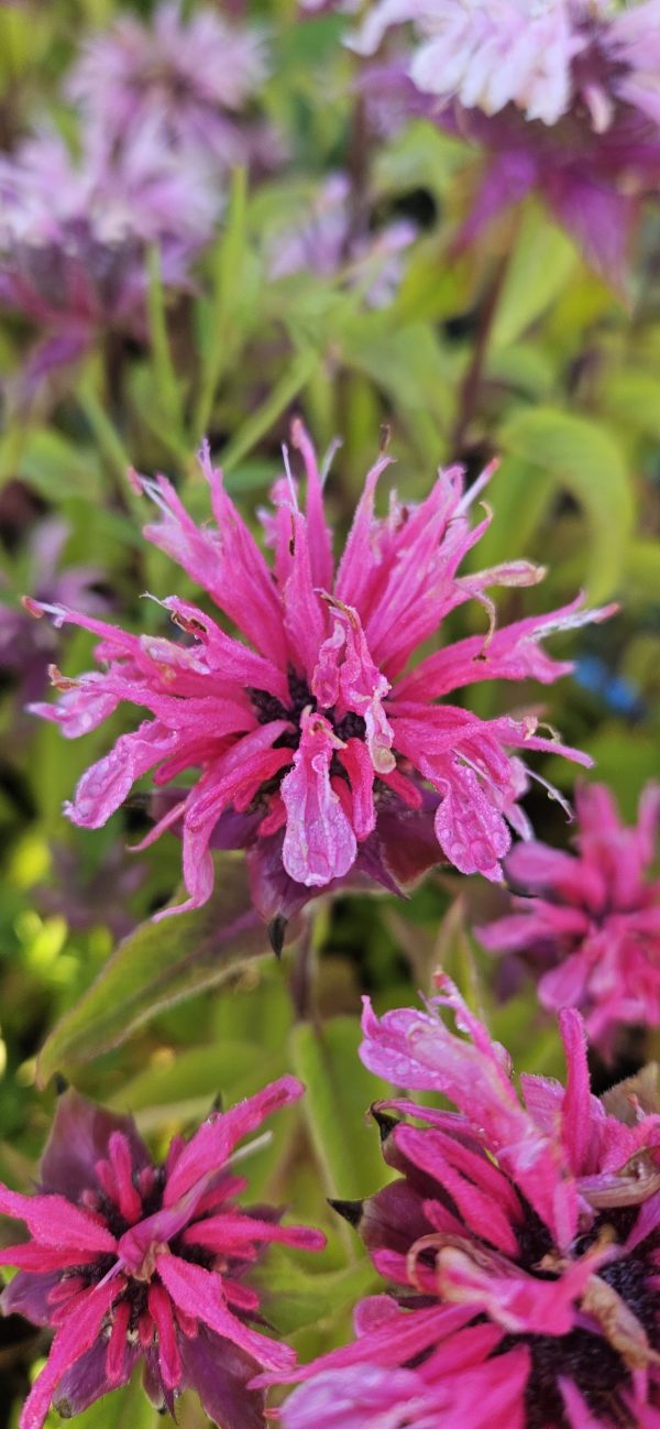 Monarda 'Pink Supreme' Monarda 'Pink Supreme'