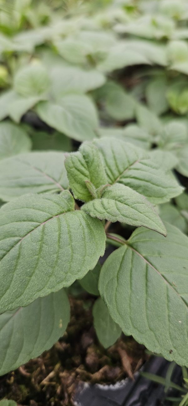 Monarda 'Purple Knight'
