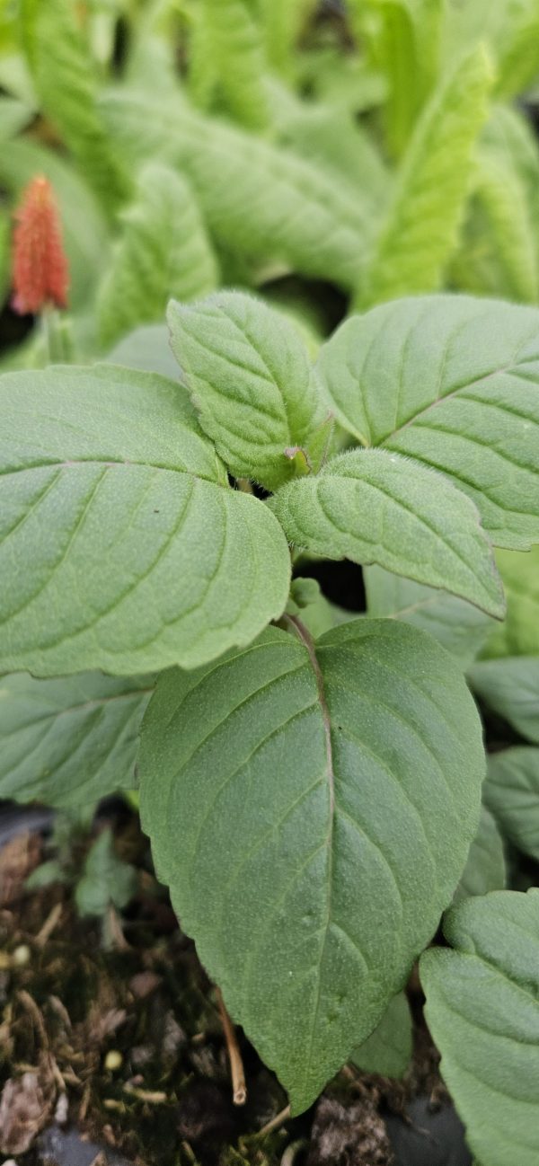 Monarda 'Purple Knight'