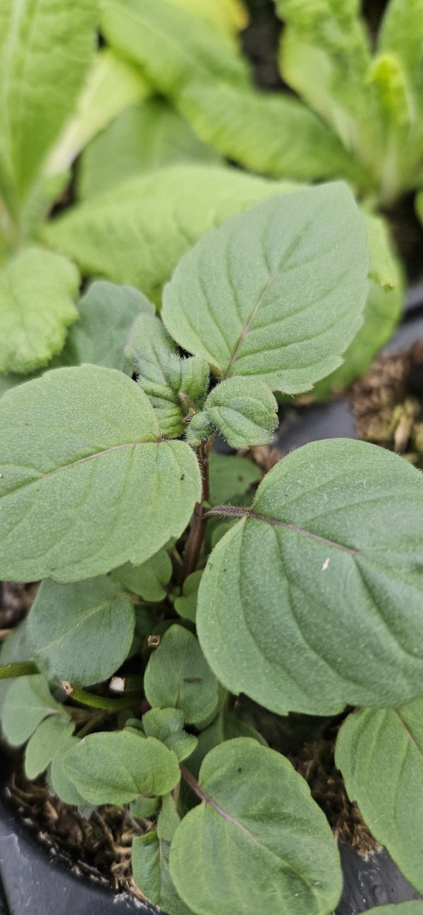 Monarda 'Purple Lace'