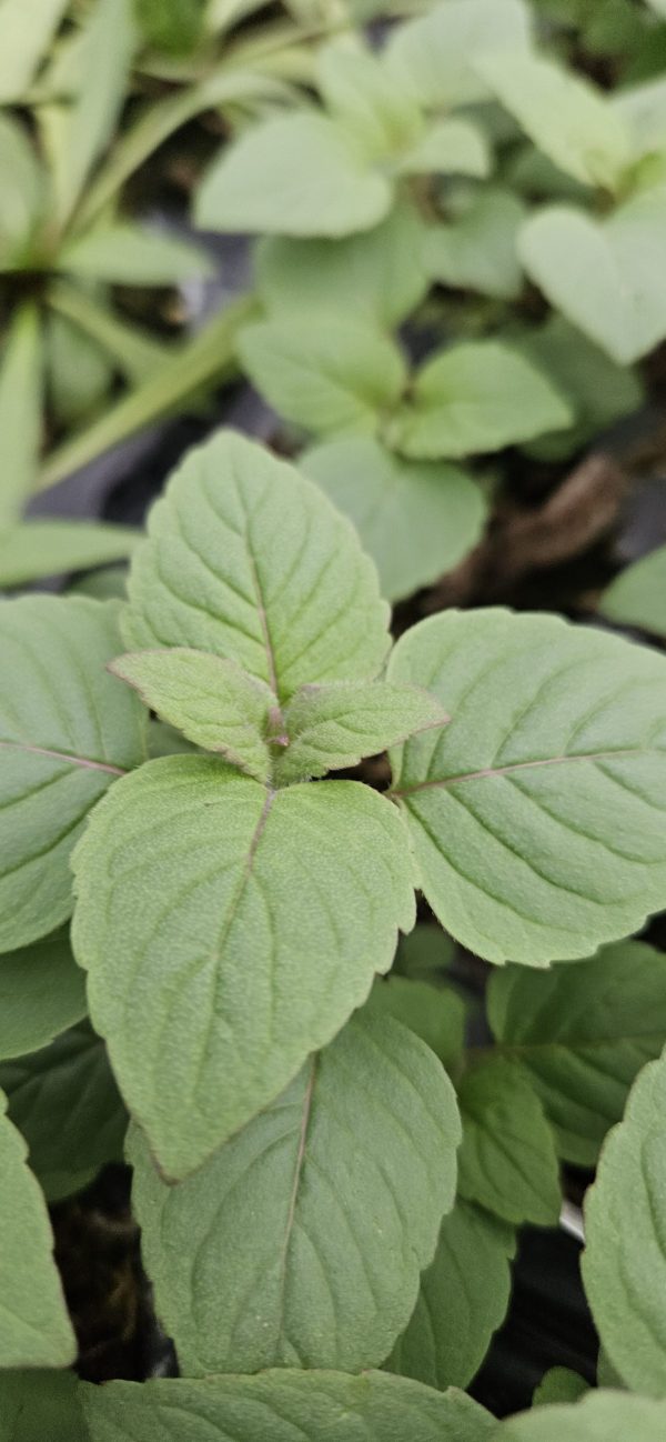 Monarda 'Purple Lace'