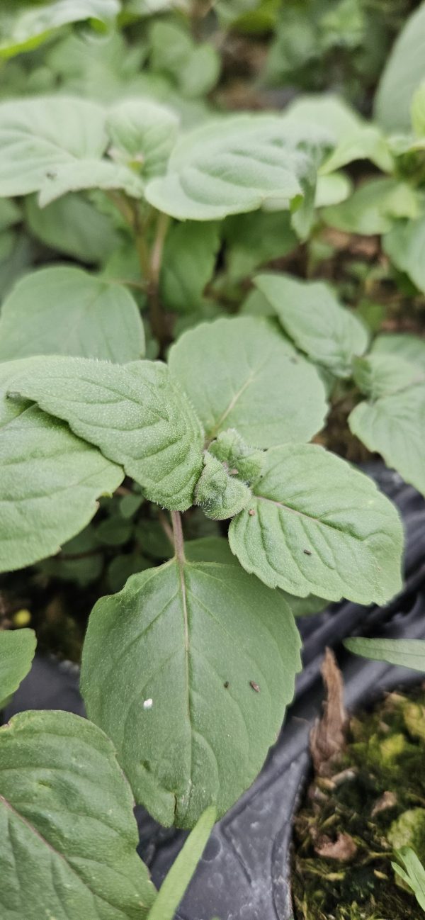 Monarda didyma 'Dancing Bird'