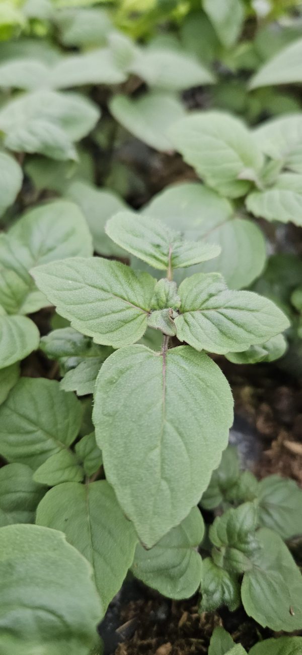 Monarda didyma 'Dancing Bird'