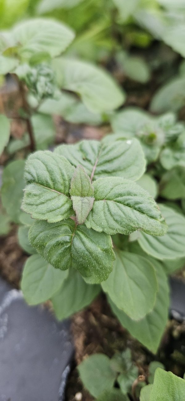 Monarda didyma 'Dancing Bird'