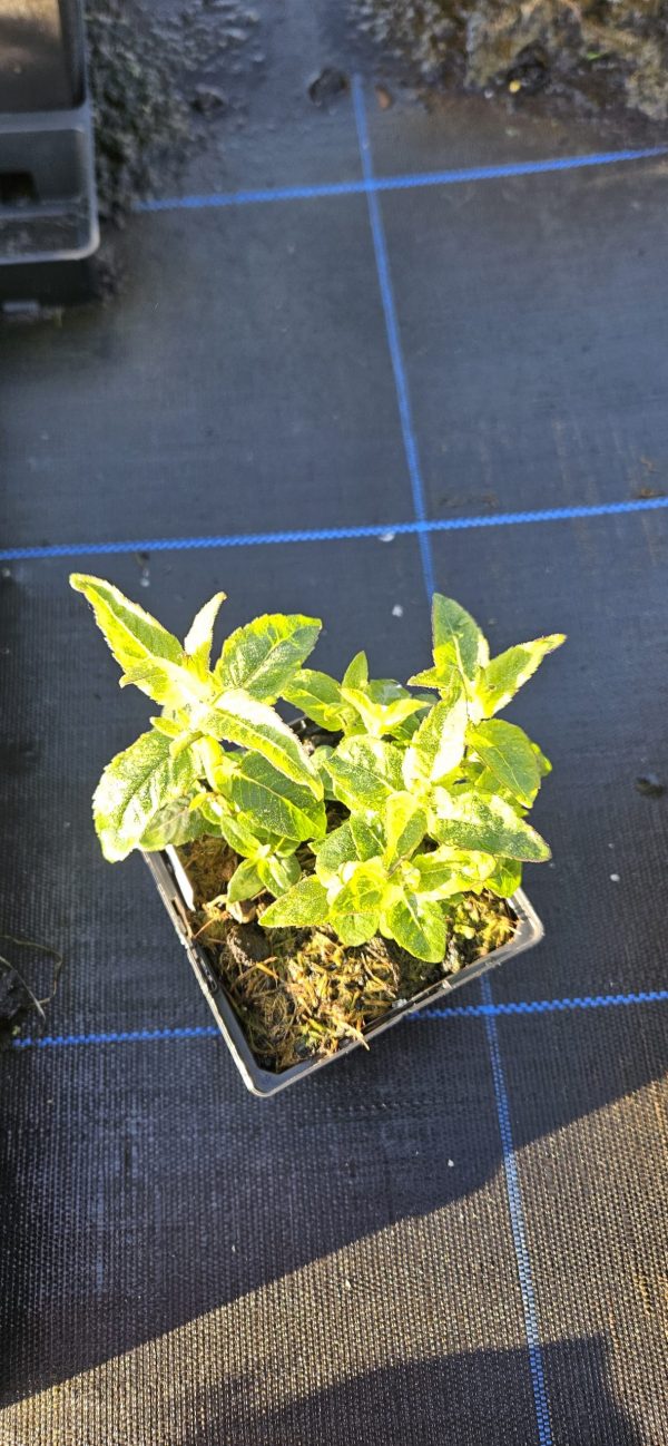 Monarda didyma 'Grape Gumball' Monarda didyma 'Grape Gumball'