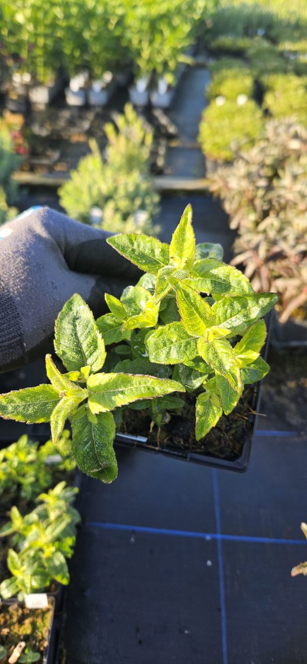 Monarda didyma 'Grape Gumball'2 Monarda didyma 'Grape Gumball'