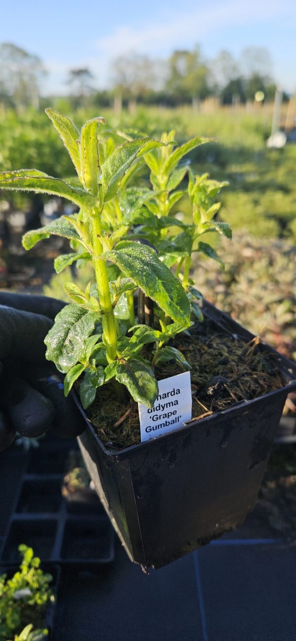 Monarda didyma 'Grape Gumball'3 Monarda didyma 'Grape Gumball'