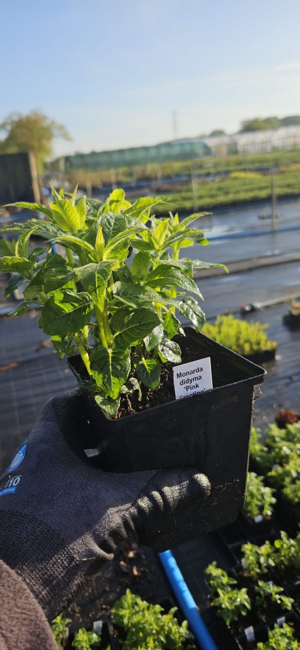 Monarda didyma 'Pink Frosting'