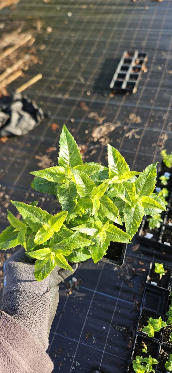 Monarda didyma 'Pink Frosting'