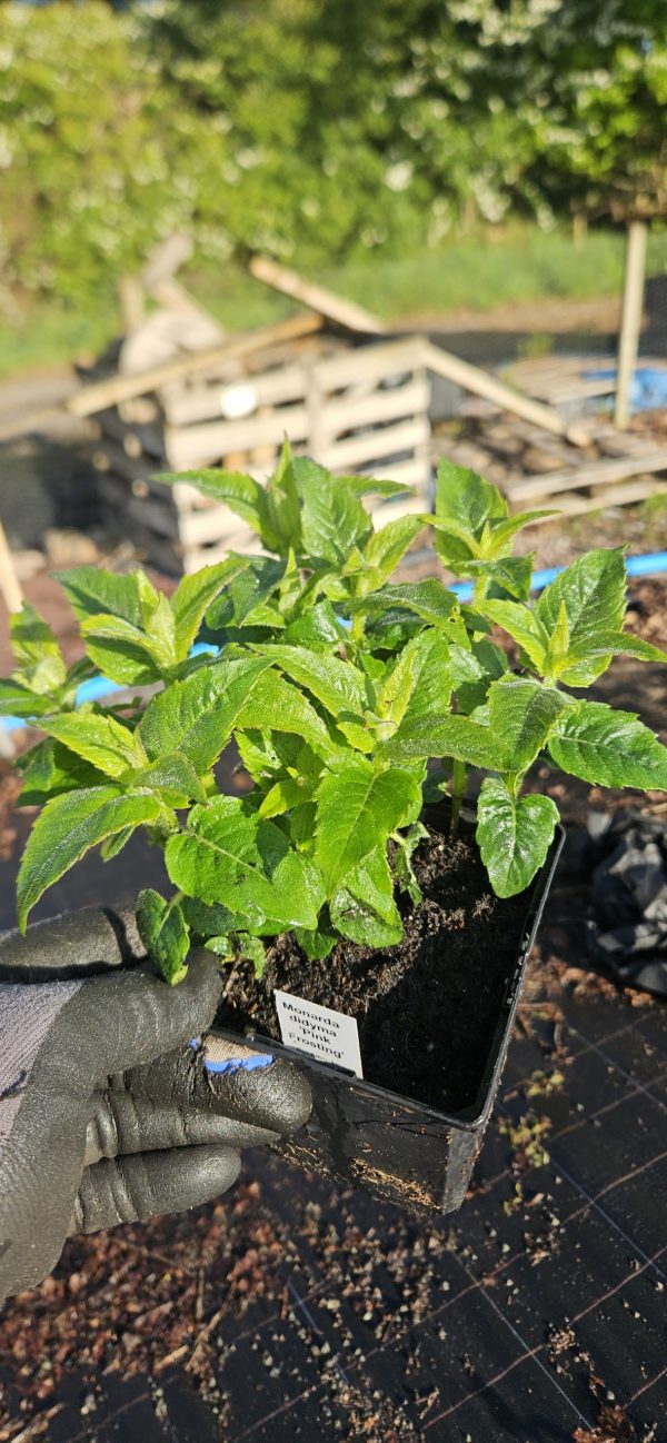 Monarda didyma 'Pink Frosting'