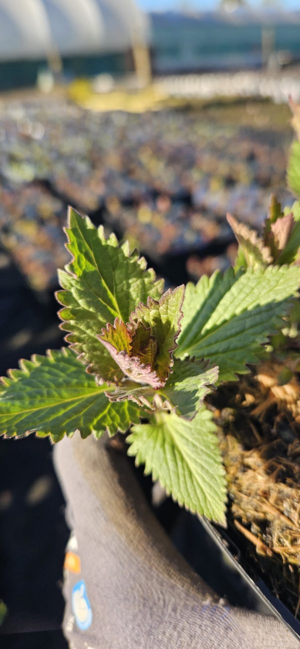 Nepeta 'Blue Dragon' Nepeta 'Blue Dragon'