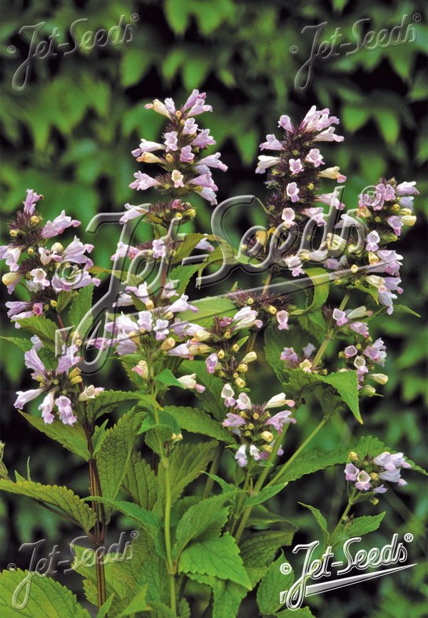 Nepeta subsessilis 'Pink Dreams' Nepeta subsessilis 'Pink Dreams'