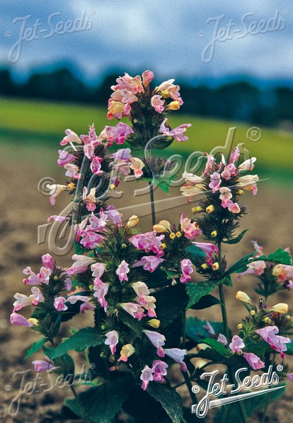 Nepeta subsessilis 'Pink Dreams'2 Nepeta subsessilis 'Pink Dreams'