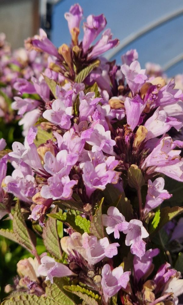 Nepeta subsessilis 'Pink Dreams'3 Nepeta subsessilis 'Pink Dreams'