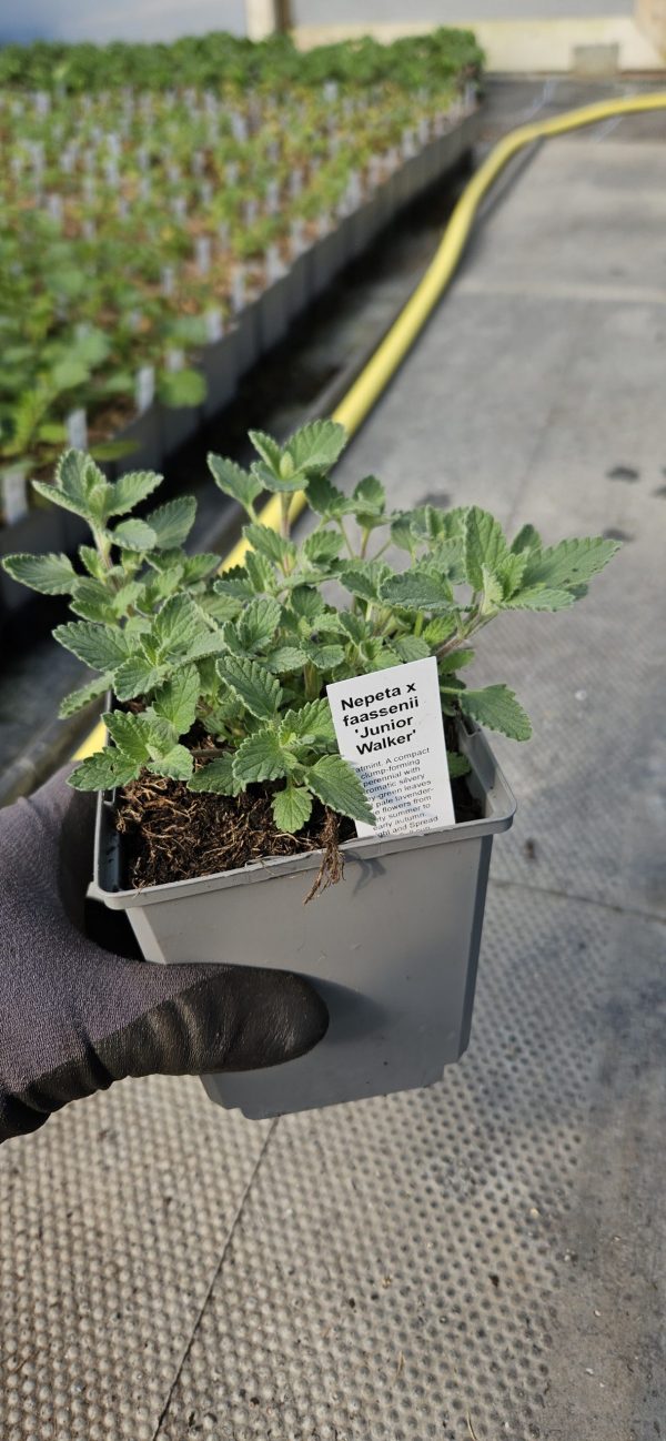 Nepeta x faassenii 'Junior Walker' Nepeta x faassenii 'Junior Walker'