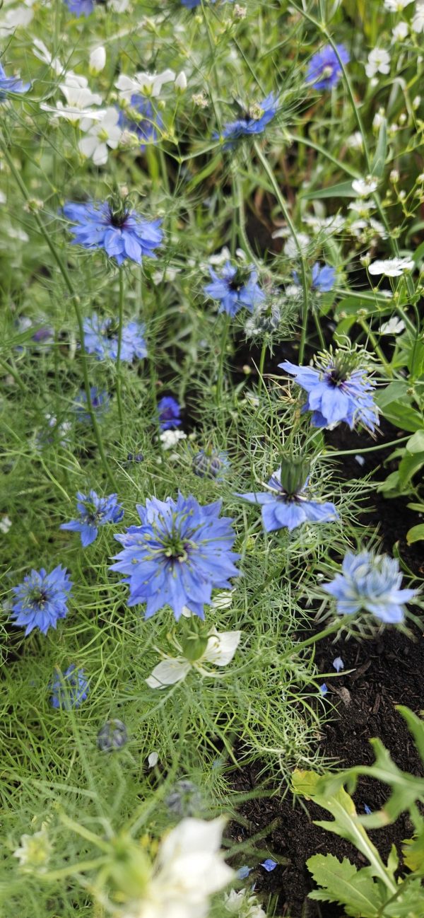 Nigella damascena 'Miss Jekyll Dark Blue'