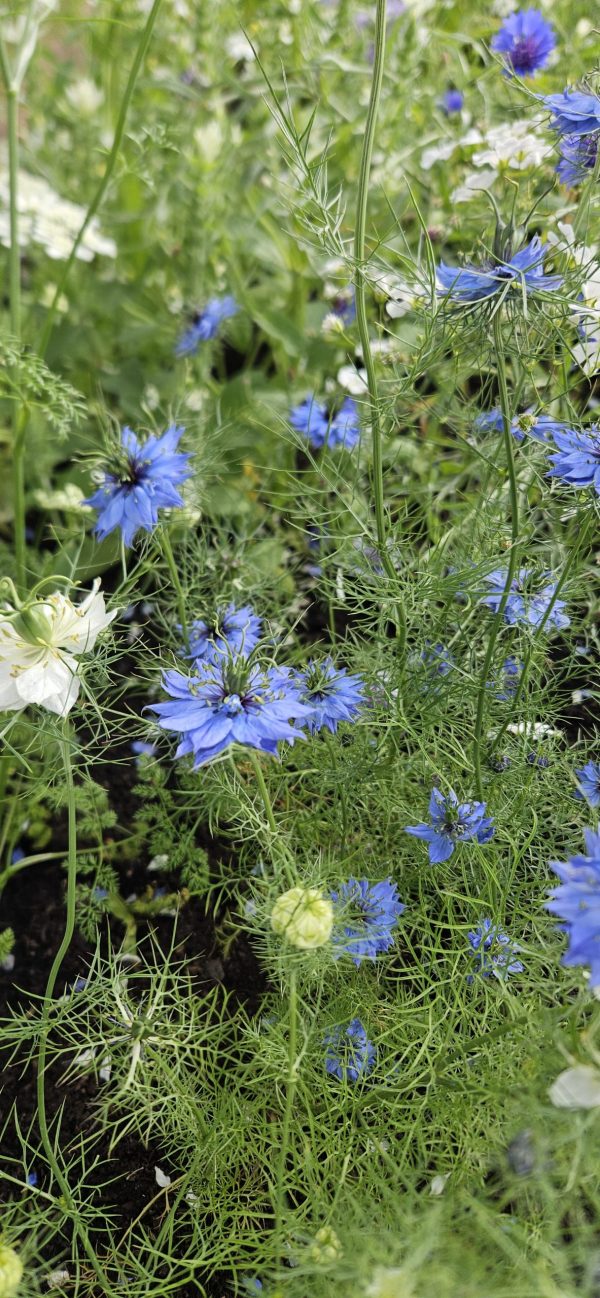 Nigella damascena 'Miss Jekyll Dark Blue'