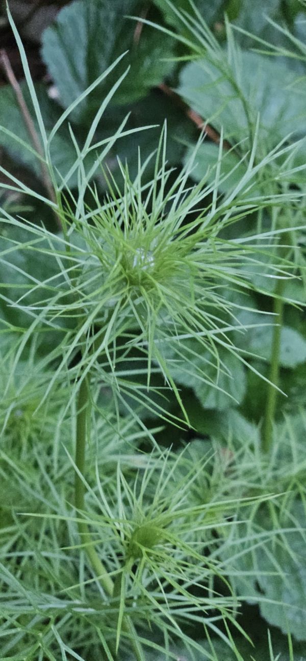 Nigella damascena 'Mulberry Rose'
