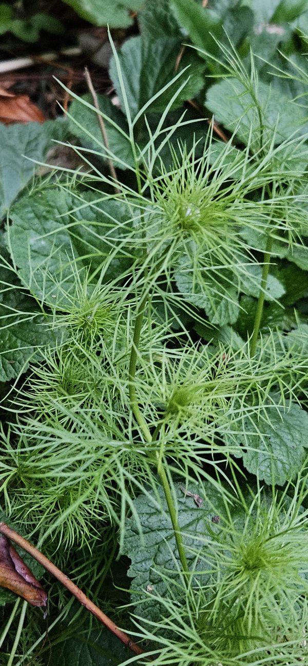 Nigella damascena 'Mulberry Rose'