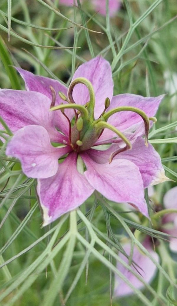 Nigella damascena 'Mulberry Rose'