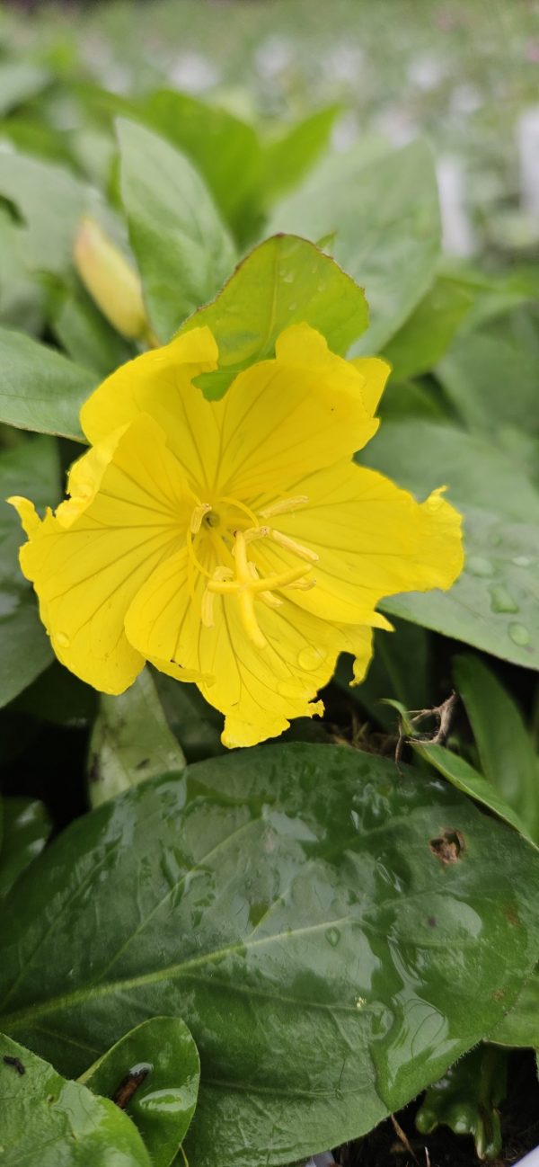 Oenothera 'Crown Imperial'