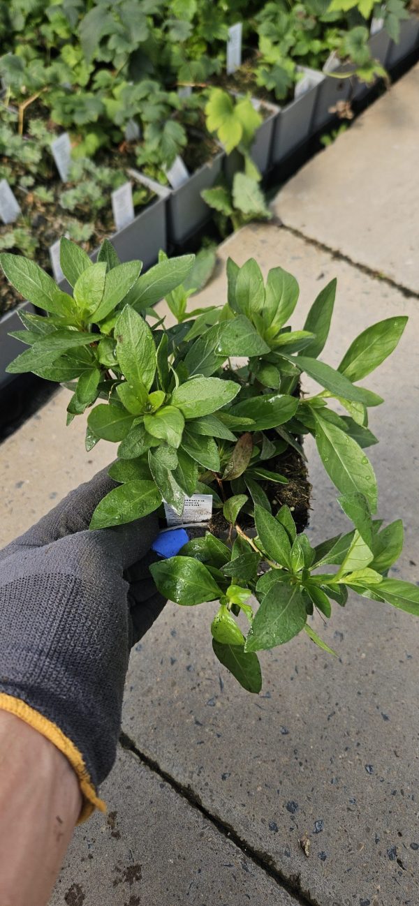 Oenothera 'Crown Imperial'