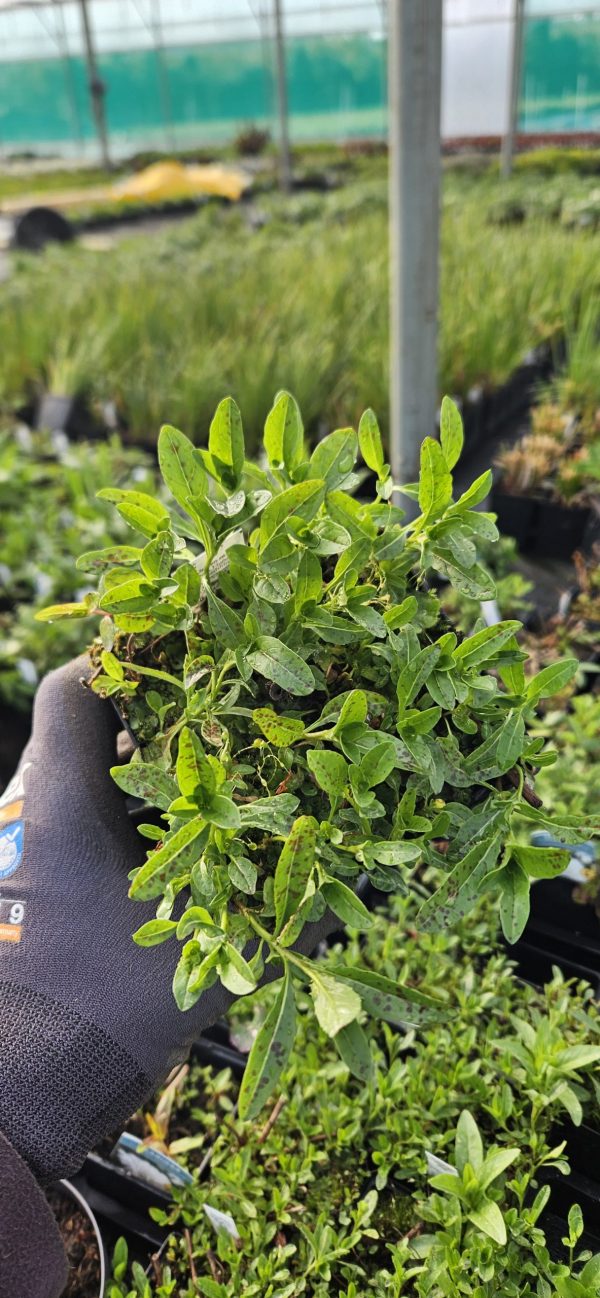 Oenothera 'Siskiyou Pink'