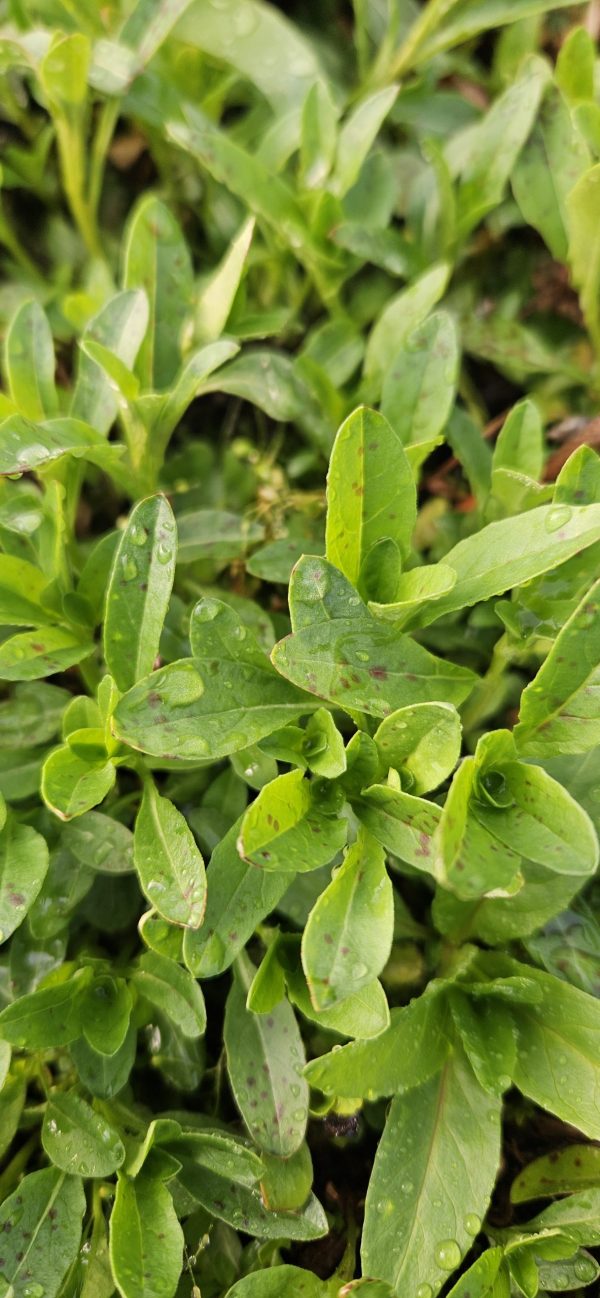 Oenothera 'Siskiyou Pink'