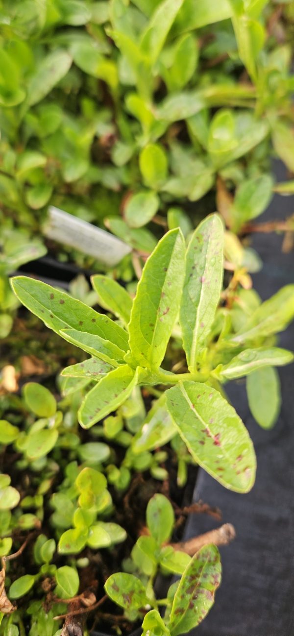 Oenothera 'Siskiyou Pink'