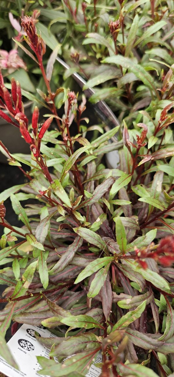 Oenothera 'Whiskers Deep Rose'