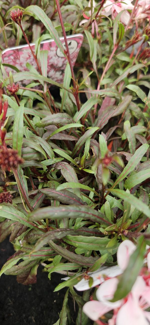 Oenothera 'Whiskers Deep Rose'