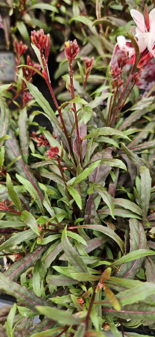 Oenothera 'Whiskers Deep Rose'
