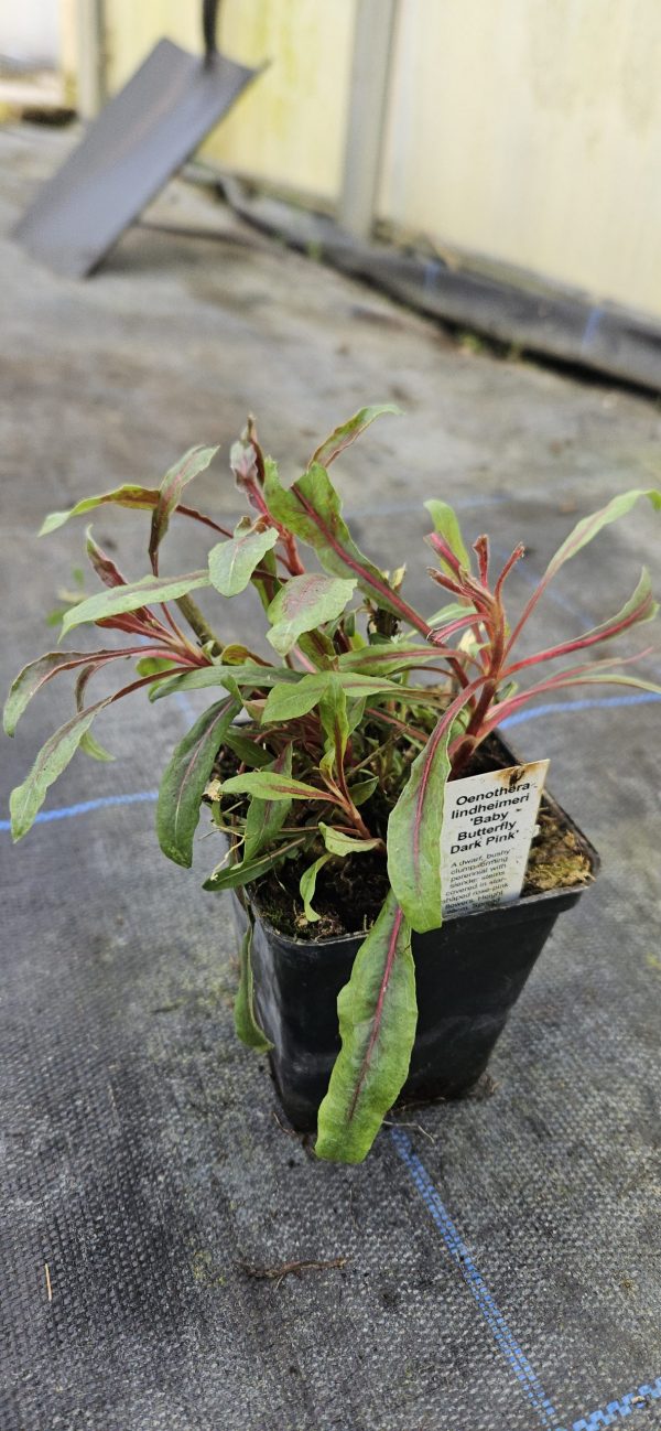 Oenothera lindheimeri 'Baby Butterfly Dark Pink'