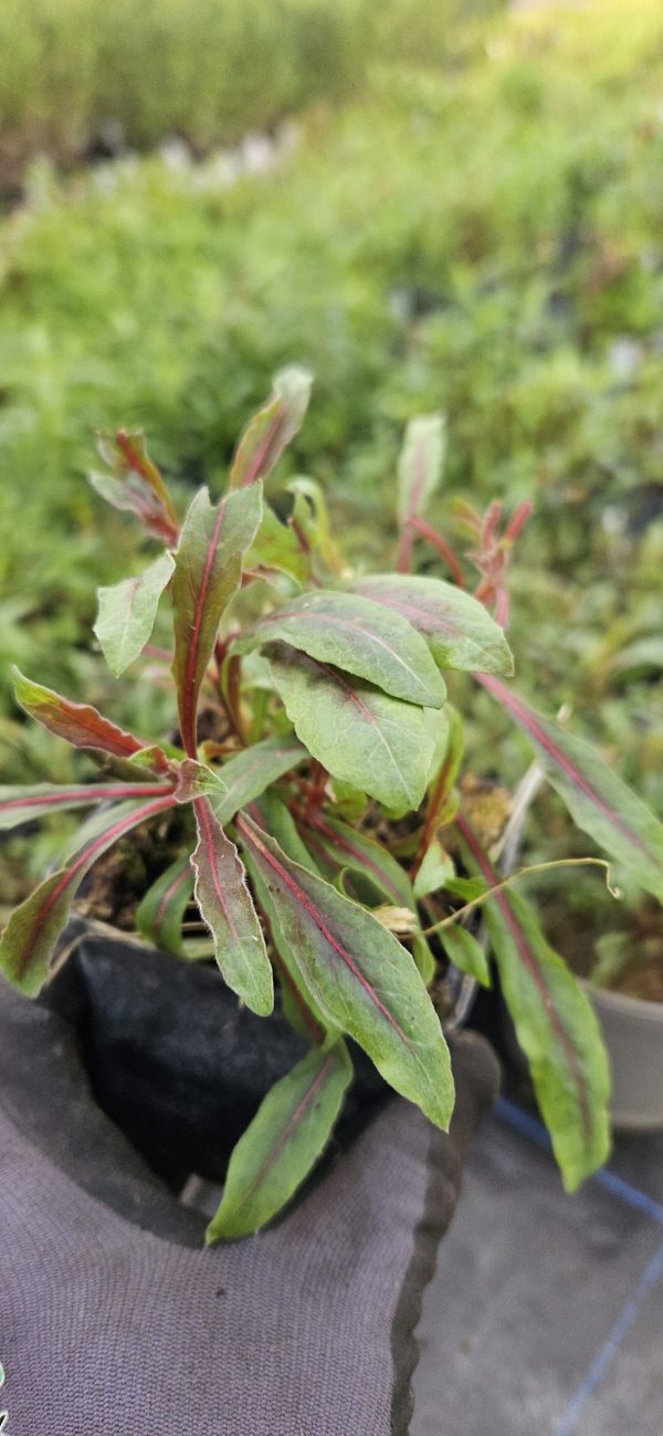 Oenothera lindheimeri 'Baby Butterfly Dark Pink'