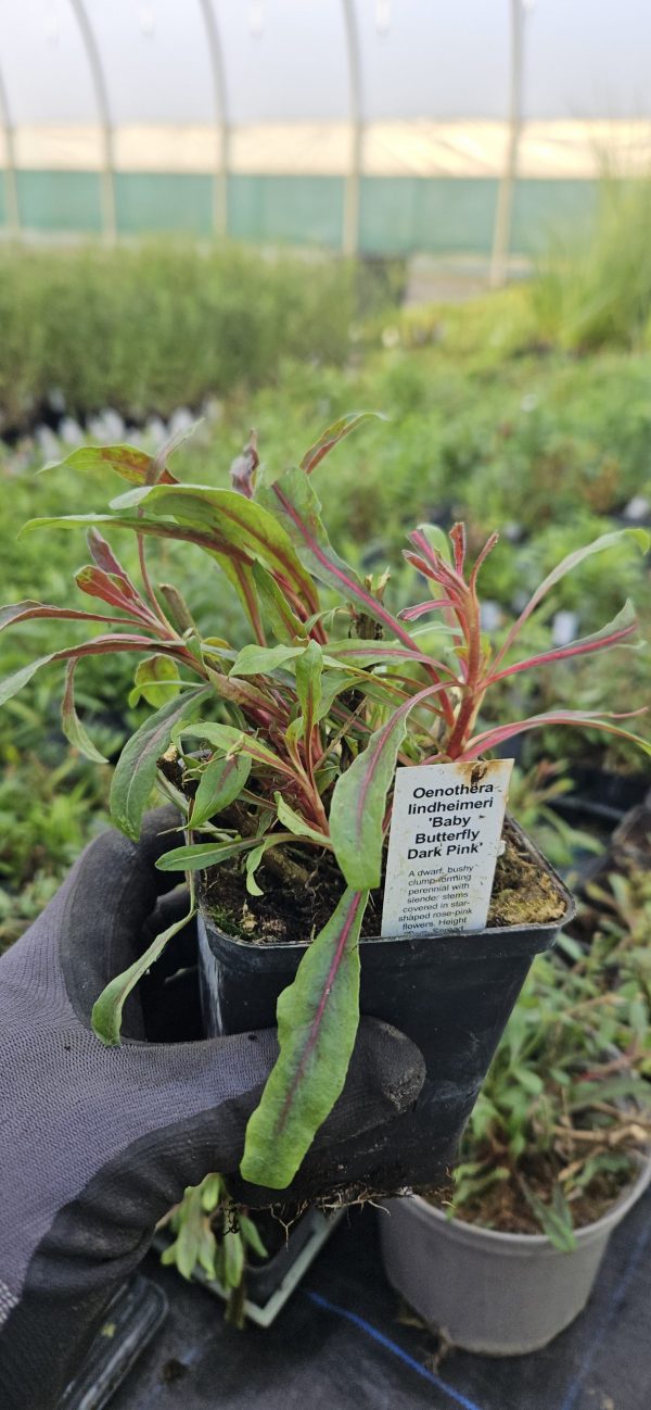 Oenothera lindheimeri 'Baby Butterfly Dark Pink'