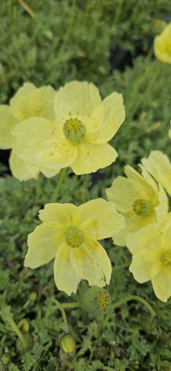 Oreomecon 'Moondance' Oreomecon 'Moondance'