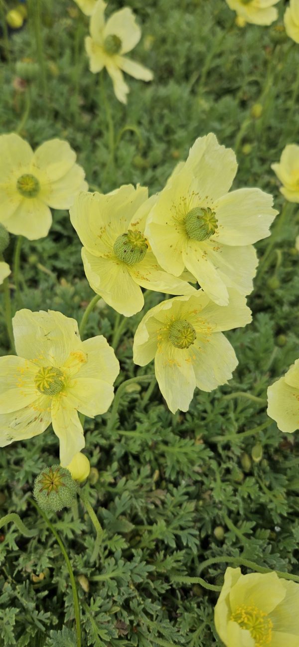 Oreomecon 'Moondance'2 Oreomecon 'Moondance'