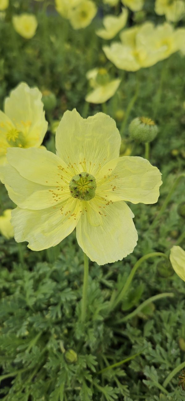 Oreomecon 'Moondance'3 Oreomecon 'Moondance'