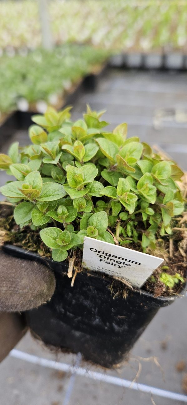 Origanum 'Dingle Fairy'
