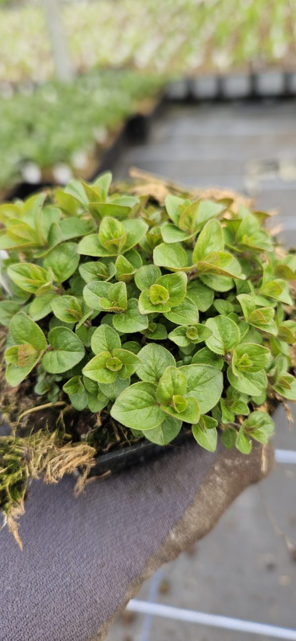Origanum 'Dingle Fairy'