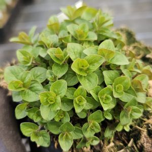 Origanum 'Dingle Fairy'