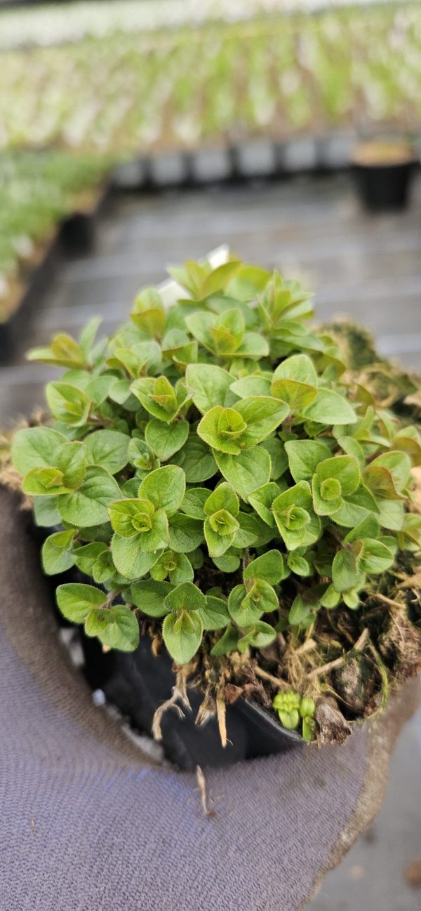 Origanum 'Dingle Fairy'