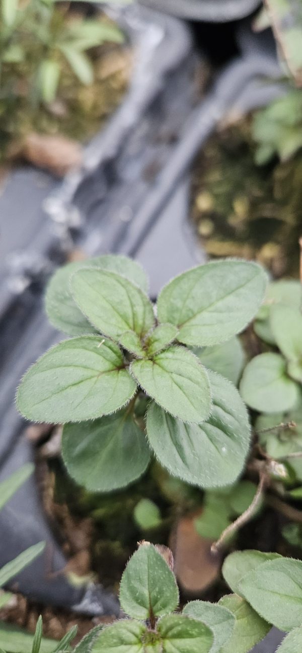 Origanum laevigatum 'Herrenhausen'