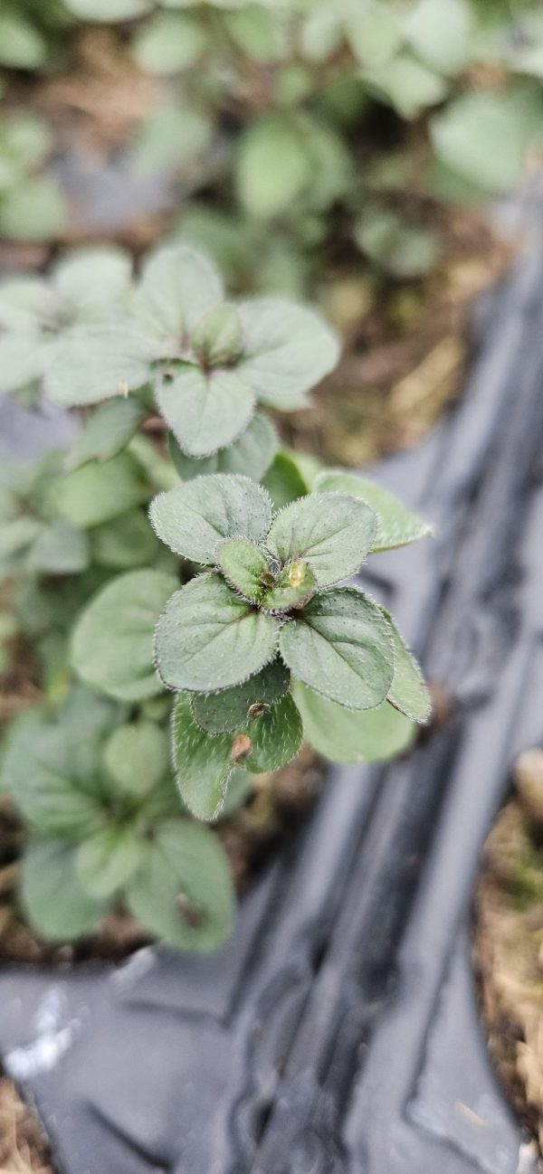 Origanum laevigatum 'Herrenhausen'