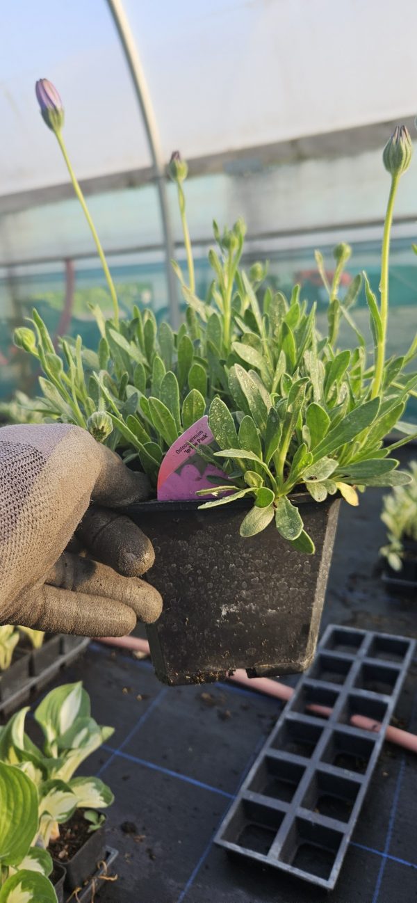 Osteospermum 'In the Pink' Osteospermum 'In the Pink'