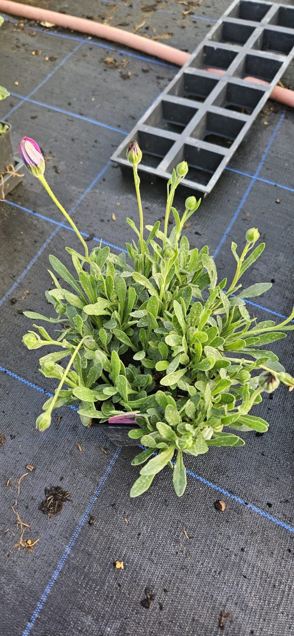 Osteospermum 'In the Pink'2 Osteospermum 'In the Pink'