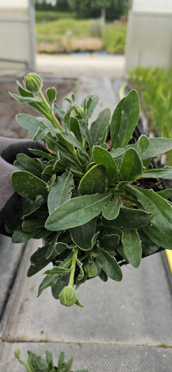 Osteospermum 'Lady Leitrim'